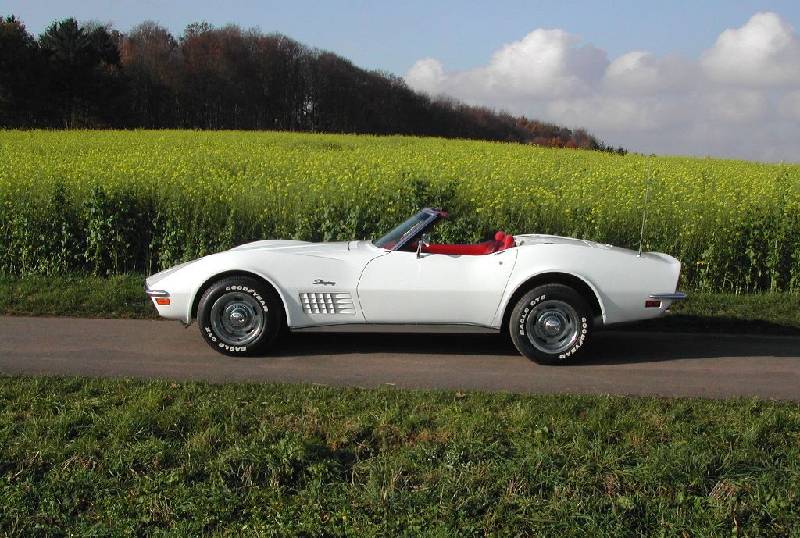 MARTINSRANCH 72 Stingray white red (13) 